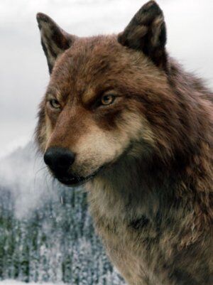 twilight wolf sam