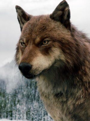 Pack Structure Twilight Saga Wiki Fandom