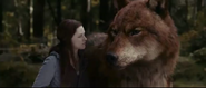 Jacob as a wolf with Bella in Eclipse.