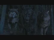 Paul sam & jared in wolf form