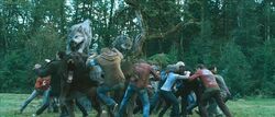 The fight wolfs vs newborns