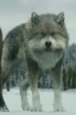 Brady en loup