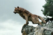 180px-Wolfonrocks.jpg