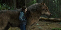 Bella Swan and Jacob Black, Twilight Saga Wiki