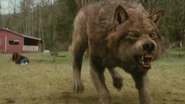 Jake in his wolf form, about to fight with Paul.