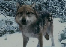 Seth als Wolf.png