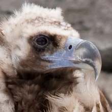 Twin Beaks (Mapo) Wiki | Fandom
