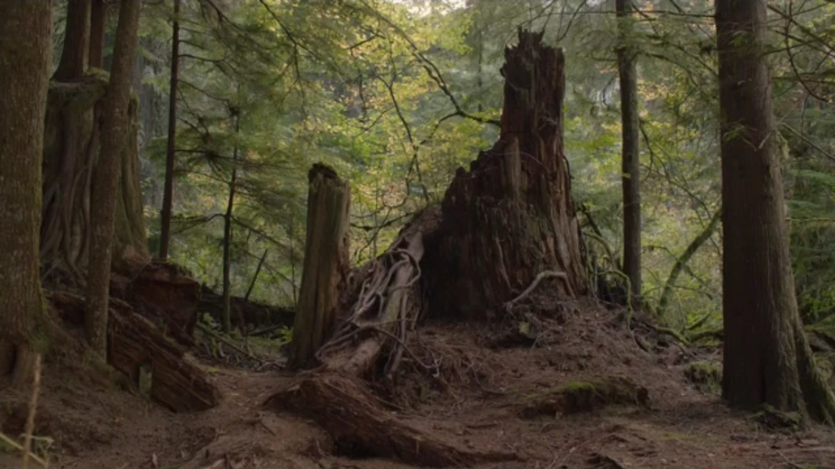Jack Rabbit's Palace | Twin Peaks Wiki | Fandom