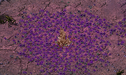 TI Tiberium Arboreus.png