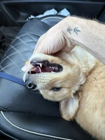 Mango in Teccy's Car