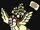 Bird Jesus