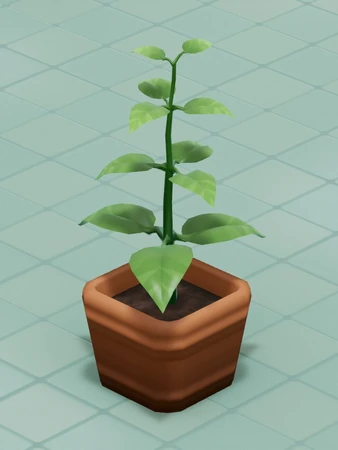 planting amazon sword Amazon Sword Plant