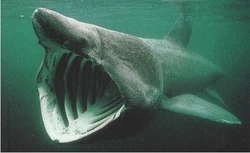 A basking shark photographed in its natural habitat.