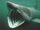 Basking Shark