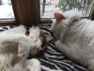 Leeloo and Zach.jpg (153 KB) Uploaded to Matt's Tumblr on June 6, 2016