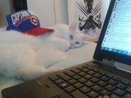 Zach AMA.jpg (64 KB) Zach helping Matt with his AMA.