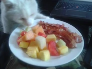 Bad Kitty Zach.jpg (34 KB) Image uploaded to Facebook on June 2, 2014