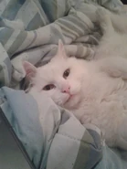 Zach Relaxing.jpg (62 KB) Zach relaxing after Matt's move