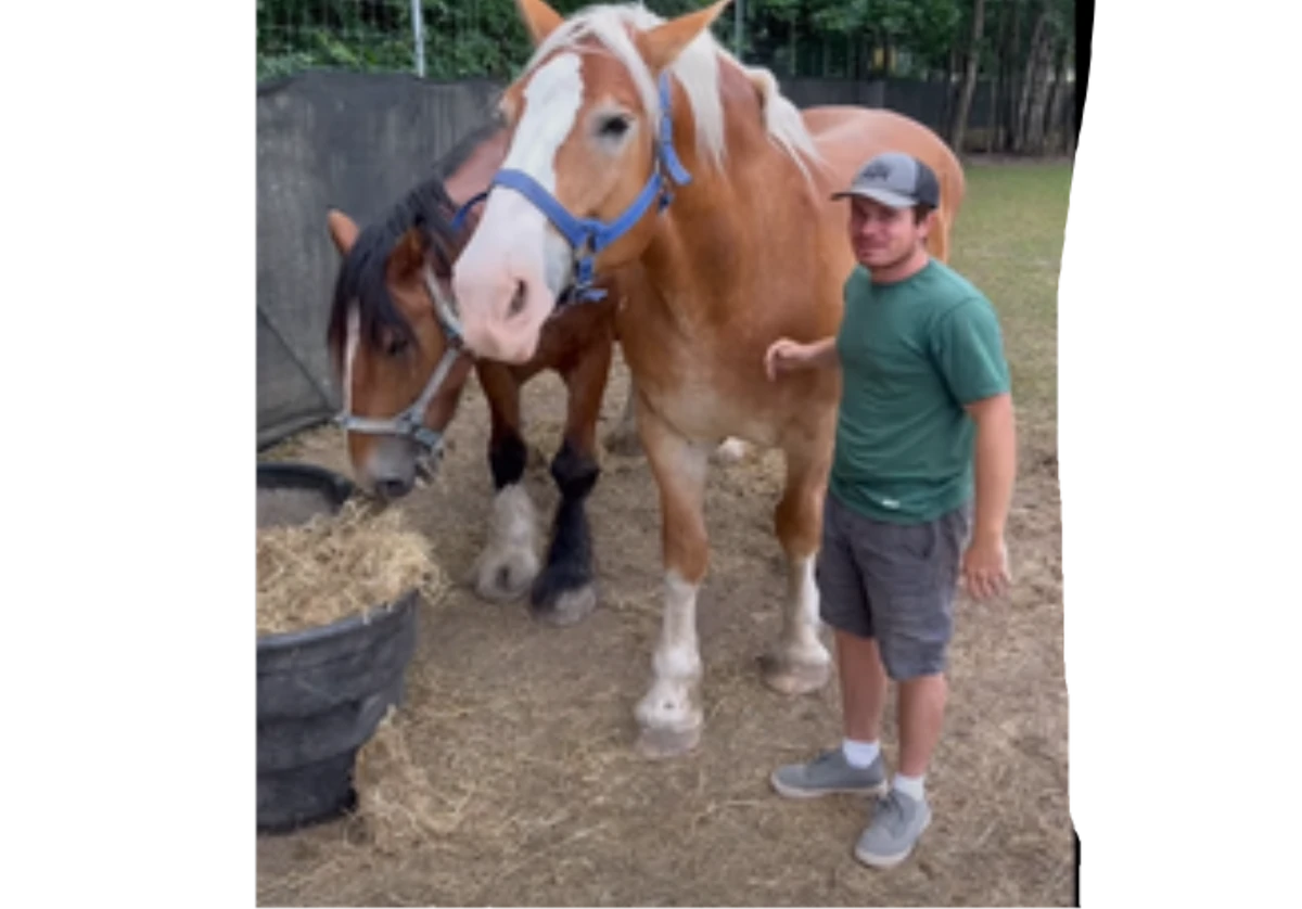 Giant Horse Ty Among Animals Wiki Fandom