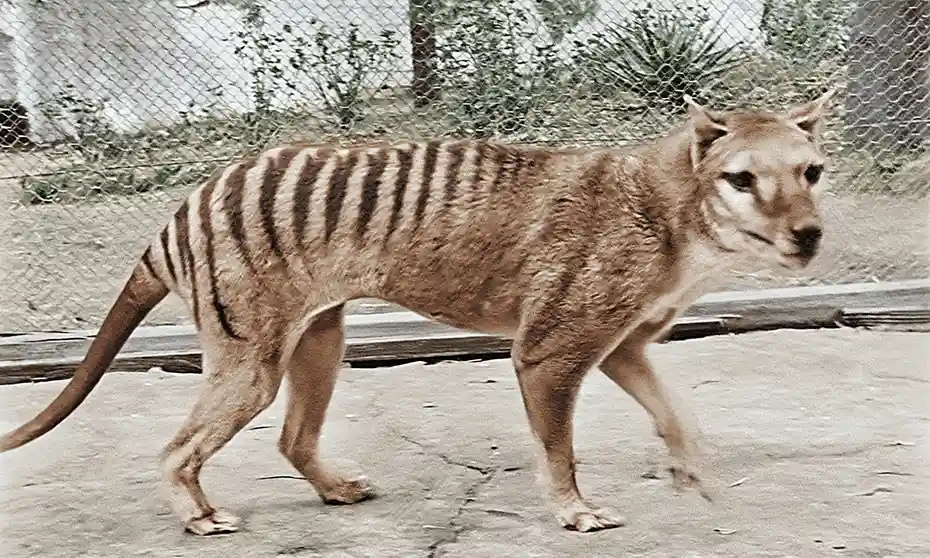 Thylacine Ty Wiki Fandom