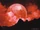 Crimson Moon