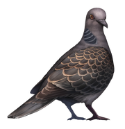 Dove FGO Portrait