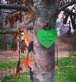 An oak tree commemorating Peter Steele