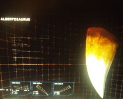 The tooth of the Albertosaurus