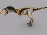 Raptorex