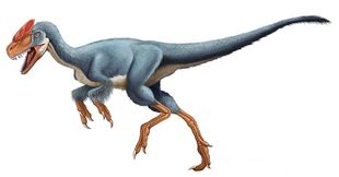 Guanlong24