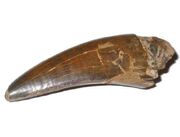 T-rex tooth