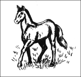 Horse3