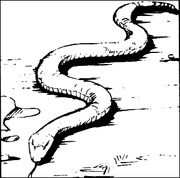 Snake
