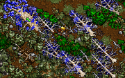 Silverleaf