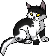 Плямко кошеня