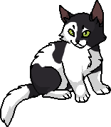 Плескіт (?) кошеня