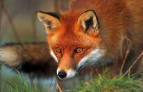 Fox.jpg
