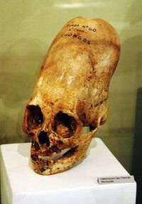 Museum-skull