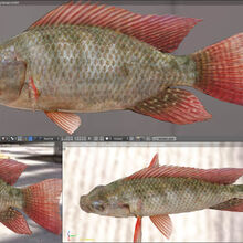 Pedagogia Accor Jel Ultimate Fishing Simulator Wiki Kdshelton Com Pedagogia Accor Jel Ultimate Fishing Simulator Wiki Kdshelton Com