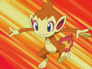 Chimchar Anime