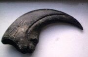 Baryonyx claw