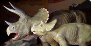 Dinosaur-encounter-tirceratops-490 73387 1