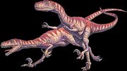 A pair of deinonychus