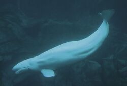 Toxins in vegetation may have caused death of beluga whales at