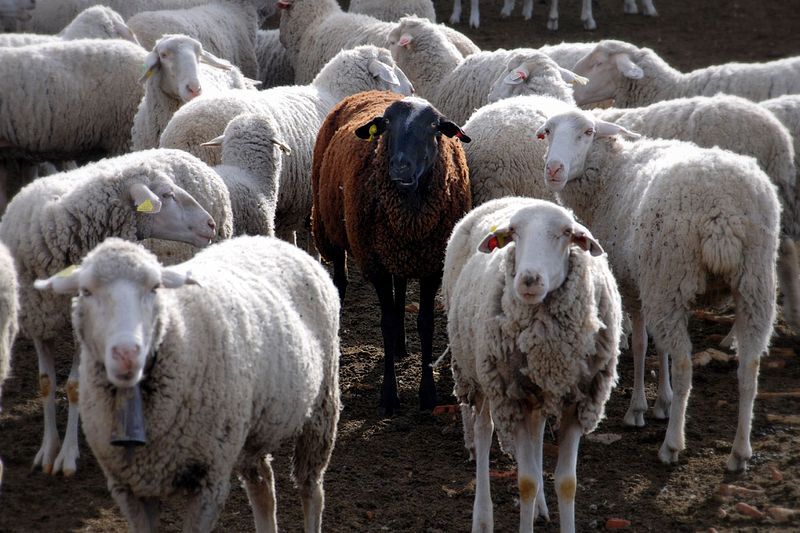 Nasal bots in sheep  Agriculture and Food