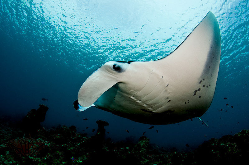 Secrets of manta ray behavior revealed •