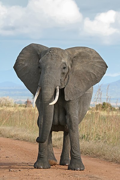 An Elephant a Day 2.0: Elephant No. 134: Big Fat Markers