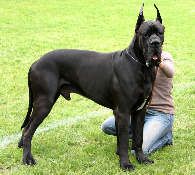 Great Dane Dog Breed Information