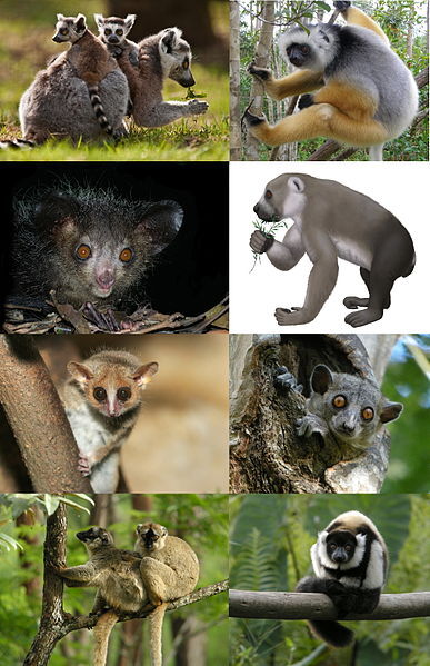 Lemur | Ultimate Pop Culture Wiki | Fandom