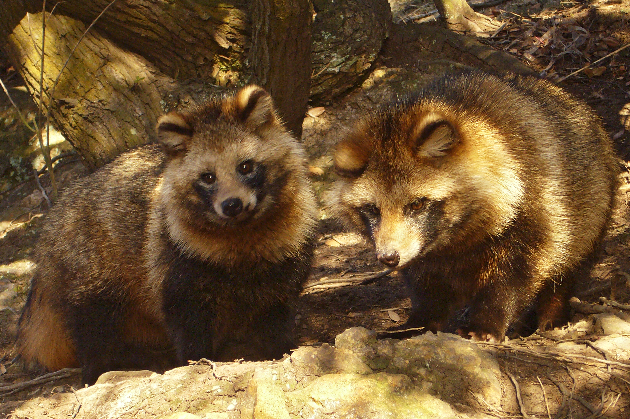 are raccoon dogs friendly